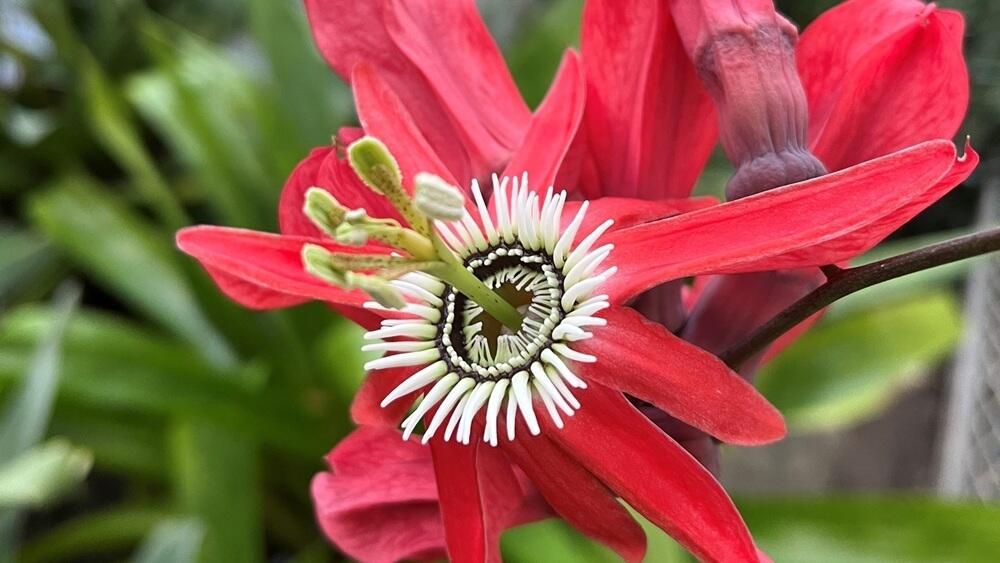 Mučenka v Botanické zahradě